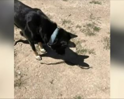 Daughter Yells At Dog To Stop Pushing Her, Then Dad Sees Pet’s Shielding Her From Rattlesnake