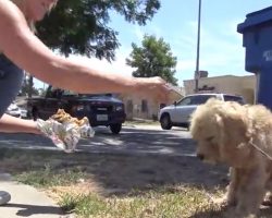 Homeless cocker spaniel is terrified of humans, until she shows him what love feels like