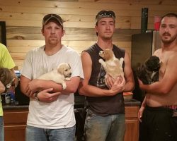 Group of Men Rescue 8 Stray Dogs on Bachelor Party Trip