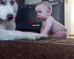 Husky Attempts To Act Tough With Baby, But Rolls Over With Joy When Baby Pets Him