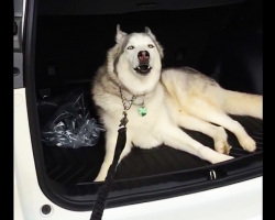 Mom Tells Her Husky To Get Out Of The Car. His Response Is Hilarious!