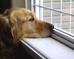 Do Dogs Really Miss Us When We’re Gone?