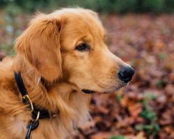 8 Near-Magical “Sixth Sense” Dogs Possess