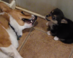 This Corgi’s Reaction To A Puppy Fart Is Too Funny For Words