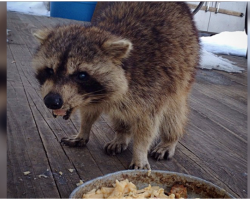 Woman Gives Food to Blind Raccoon, Then Hits Records When He Brings His 2 Tiny “Bodyguards”