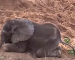 A Baby Elephant Was Rejected By The Herd. Now Watch The Dog Who Becomes His New Friend…