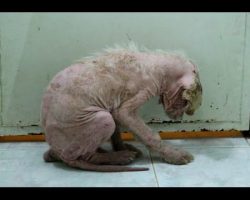 Stray 3-Month-Old Puppy Who Never Had Contact With Humans Makes Amazing Transformation
