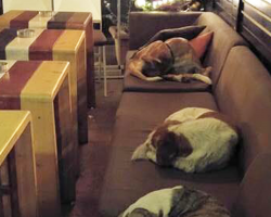 This Coffee Shop Opens Its Warm Doors So Freezing Stray Dogs Have Safe Place To Sleep