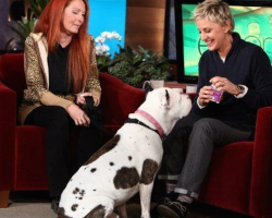 Rescue Pit Bull Steals Ellen’s Show! He Wins Over The Entire Audience!