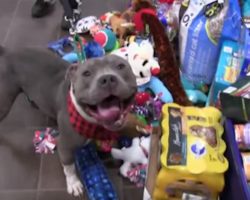 This Shelter Gave Their Dogs And Cats An Awesome Christmas Surprise