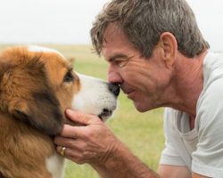 Watch the trailer for A Dog’s Purpose. I couldn’t get through it without getting choked up!