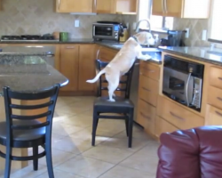 See how genius dog hatches amazing plan to steal chicken nuggets from kitchen counter