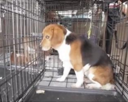 These Former Lab Beagles Never Walked On Grass Before This Moment