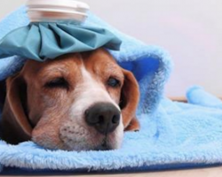 How To Protect Your Dog from Dog Flu: Canine Influenza (CIV) In Dogs