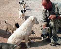 Marine Refuses To Leave Loyal Stray Dog Behind In Iraq