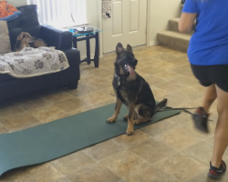 German Shepherd Puppy Makes The Best Workout Partner