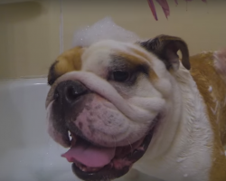 [Video] Newly-Adopted English Bulldog Has The BEST Day Of His Entire Life. I Can’t Stop Smiling!