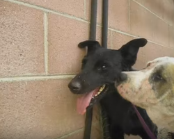 Dog Rescued From Nightmare Ensures Her Best Friend Is Saved, Too!