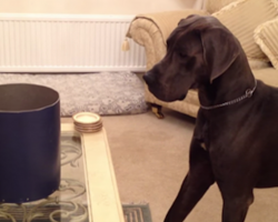 Great Dane Is Ready To Be Introduced To An Unlikely, Little Baby