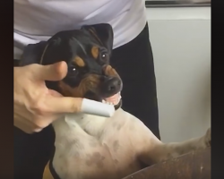 Dog Cooperates Very Well As His Owner Tries To Brush His Teeth
