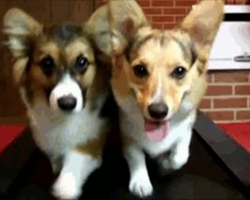 11 Surprising Facts About Corgis You (Probably) Never Knew About