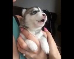 [Video] Husky pup tries howling for the first time, but this comes out instead