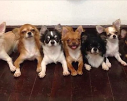 These 7 Chihuahuas All Live Together, But It’s Their ‘Dad’ You’ve Got To See