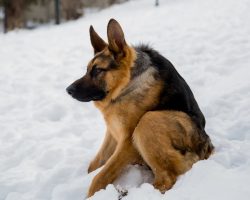 A HUNCHBACK Dog Who Grew Up Fearing People Is Now LOVED Around the World