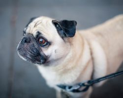 Collar Vs. Harness: Which Is Best For Your Dog?