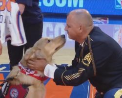 Army Vet Drops To His Knees In Shock When Honored and Surprised With Service Dog at Knicks Game