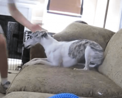 Dog Sitter Filmed This While Owner Was On Vacation. She Had NO Idea THIS Happened In Her House!