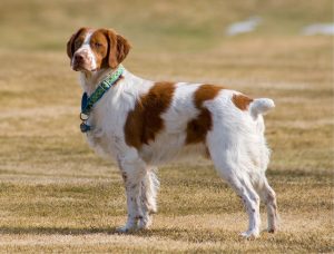 brittany-spaniel-518261_960_720