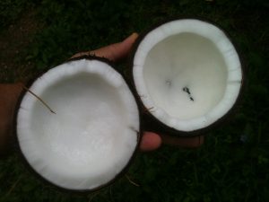 coconut-648105_1280