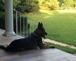 Woman Tells Her German Shepherd That She’s Had A Long Day. His Response Is Perfect!