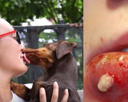 This Is Why You Should Stop Letting Your Dog Lick Your Face IMMEDIATELY