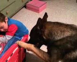 German Shepherd Helps His Little Human Get Ready For Bedtime