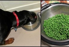 10 Healthiest ‘People Foods’ You Should Be Feeding Your Dog
