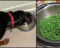 10 Healthiest ‘People Foods’ You Should Be Feeding Your Dog