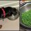 10 Healthiest ‘People Foods’ You Should Be Feeding Your Dog