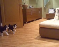 This Husky Mom Playing With Her Puppies Will Make Your Day