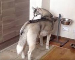 Sweet Husky Is Just Eating Dinner When She Gets Attacked In The Cutest Way Ever