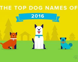 Most Popular Dog Names of 2016. They Are Not What We Expected.