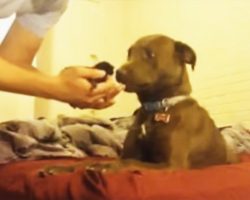 He Rescued A Kitten & Introduced Her To His Pit Bull. His Dog’s Reaction? Absolutely PRICELESS.
