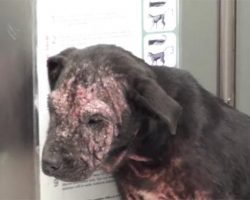Scheduled To Be Euthanized, A Sad Homeless Puppy Gets Rescued And Transformed