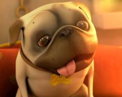 See Why This Short Film About a Pug and a Cleaning Robot Has People Smiling From Ear to Ear