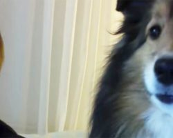 When This Sheltie Sees Herself On A Webcam Her Reaction Is HILARIOUS!