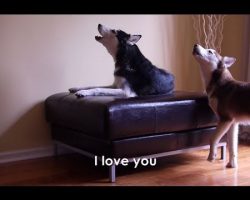 Talking Huskies Mishka & Laika Agree To Disagree. It’s Hilarious!