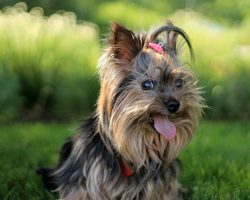 23 small dog breeds that are the cutest creatures on the planet
