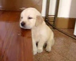 This Golden Retriever Puppy Falling Asleep On The Stairs Will Make You Smile
