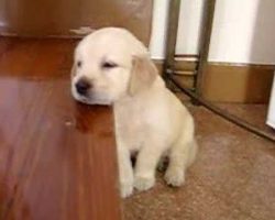 This Golden Retriever Puppy Falling Asleep On The Stairs Will Make You Smile